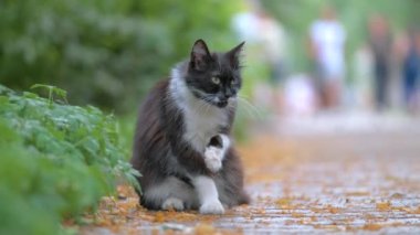 Sokak ortasında kendini temizlerken büyük kedi patisini yalıyor.