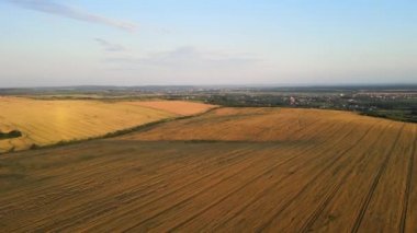 Parlak yaz akşamında olgun buğdayla ekili sarı tarım arazisinin havadan manzarası