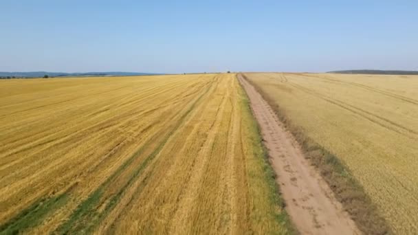 Zicht vanuit de lucht op geelbeteeld landbouwareaal met droog stro van uitgesneden tarwe na de oogst — Stockvideo