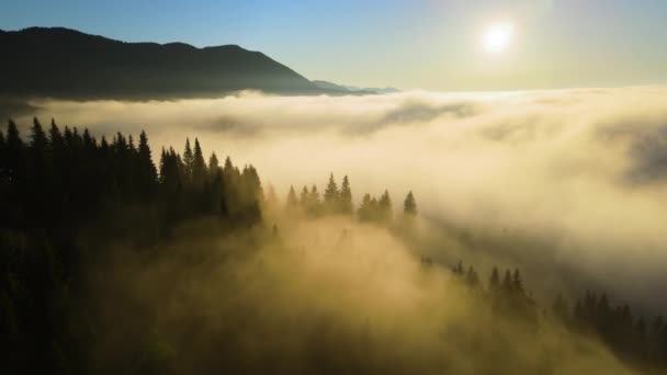 Aerial view of bright foggy morning over dark mountain forest trees at autumn sunrise. Beautiful scenery of wild woodland at dawn — 图库视频影像