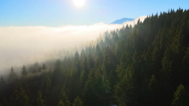 Aerial view of foggy evening over dark pine forest trees at bright sunset. Amazingl scenery of wild mountain woodland at dusk — Stock Video