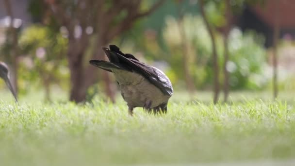 Zwarte wilde kraai vogel op zoek naar voedsel op groen gazon in de zomer — Stockvideo