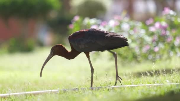 Glossy ibis wild bird, znany również jako Plegadis falcinellus spacerujący latem po zielonym trawniku — Wideo stockowe