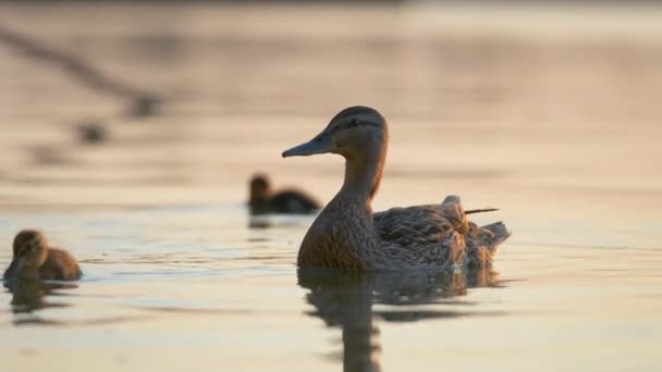 Wild duck family of mother bird and her chicks swimming on lake water at bright sunset. Birdwatching concept — Stock Video