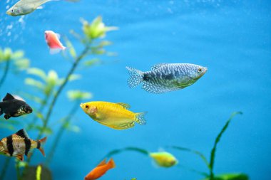 Derin mavi su akvaryumunda yeşil tropikal bitkilerle yüzen renkli egzotik balıklar.