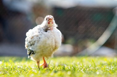 Geleneksel kırsal çiftlik çiftliğinde tavuk beslenir. Ahırda duran yeşil çimenli tavuğa yakın durun. Serbest tarım kümes hayvanları konsepti