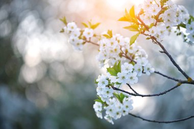 Baharın başında çiçek açan kiraz ağacının dalları