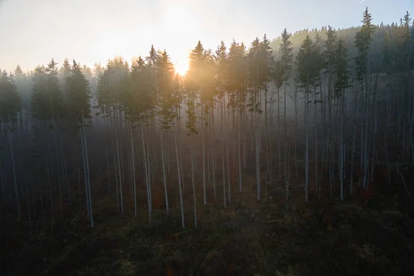 Légi kilátás fényesen megvilágított napfény sugarak ködös sötét erdő fenyőfákkal ősszel napkeltekor. Csodálatos vad erdők ködös hajnalban. Környezetvédelem és természetvédelem — Stock Fotó