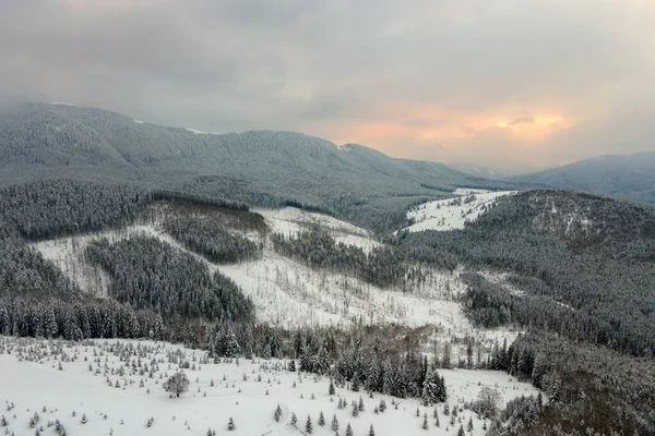 Καταπληκτικό χειμερινό τοπίο με πεύκα καλυμμένα με χιόνι δάσος σε κρύα ομιχλώδη βουνά κατά την ανατολή — Φωτογραφία Αρχείου
