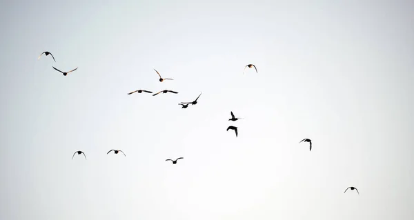 Gran bandada de pájaros cuervos volando contra el cielo despejado — Foto de Stock