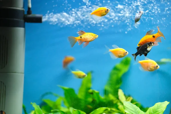 Poissons exotiques colorés nageant dans un aquarium d'eau bleu profond avec des plantes tropicales vertes — Photo