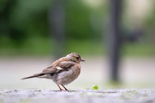 Gri pasăre mică vrabie cocoșând pe pământ — Fotografie, imagine de stoc