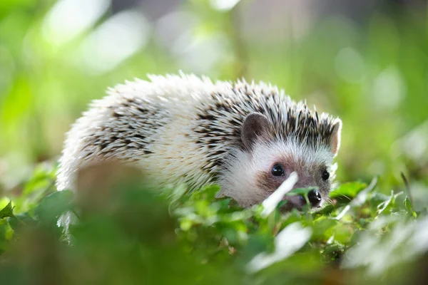 Pequeña mascota de erizo africano en hierba verde al aire libre en el día de verano. Mantener animales domésticos y cuidar el concepto de mascotas — Foto de Stock