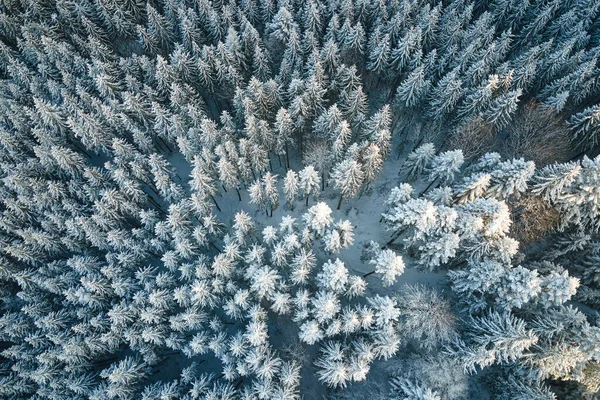 Vista aérea de arriba hacia abajo del bosque de pino siempreverde cubierto de nieve después de fuertes nevadas en los bosques de montaña de invierno en un día frío y tranquilo —  Fotos de Stock