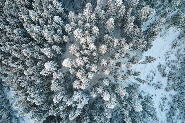 Сверху вниз воздушный вид заснеженного вечнозеленого соснового леса после сильного снегопада в зимних горных лесах в холодный тихий день — стоковое фото