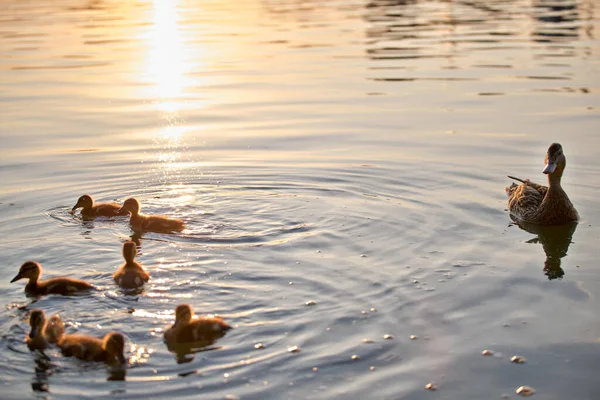 Wild duck family of mother bird and her chicks swimming on lake water at bright sunset. Birdwatching concept — Stock Photo, Image