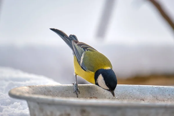Yellow wild tit bird looking for food on cold winter day — Stok fotoğraf