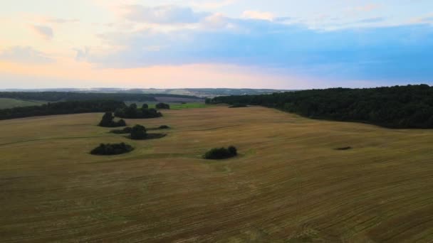 Widok z lotu ptaka na żółte pola uprawne z dojrzałą pszenicą w pogodny letni dzień — Wideo stockowe