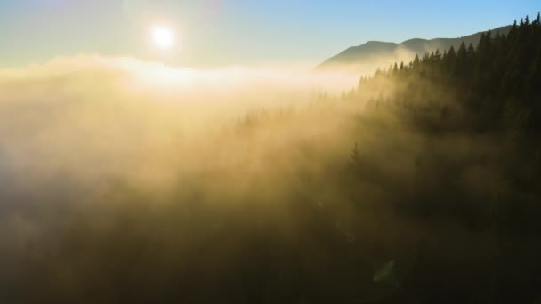 Aerial view of amazing scenery with foggy dark mountain forest pine trees at autumn sunrise. Beautiful wild woodland with shining rays of light at dawn — Stock Video