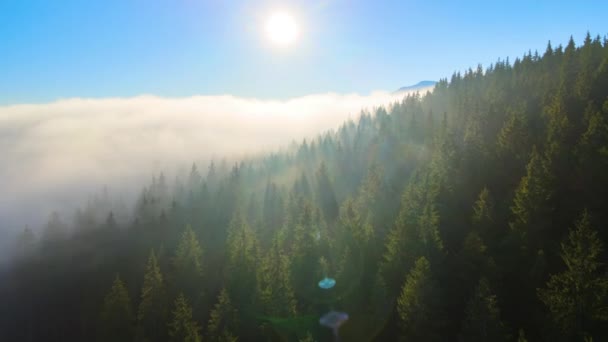 Luchtfoto van heldere mistige ochtend over donkere bergwouden bomen bij zonsopgang in de herfst. Prachtig landschap van wilde bossen bij dageraad — Stockvideo