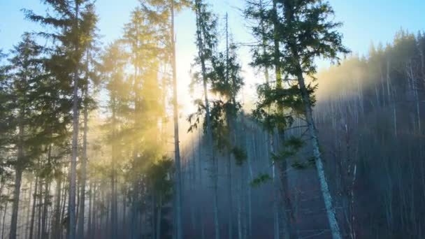 Letecký pohled na jasně osvětlené sluneční paprsky zamlžené tmavé lesy s borovicemi při podzimním východu slunce. Úžasné divoké lesy za mlhavého úsvitu. Koncept ochrany životního prostředí a přírody — Stock video