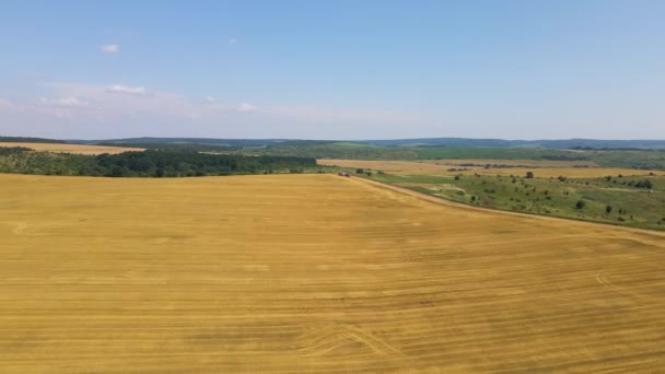 Tarımsal buğday tarlaları arasındaki toprak yolda kargo kamyonlarının hava görüntüsü. Hasat mevsiminde hasatçıların topladığı tahıl naklinden sonra. — Stok video