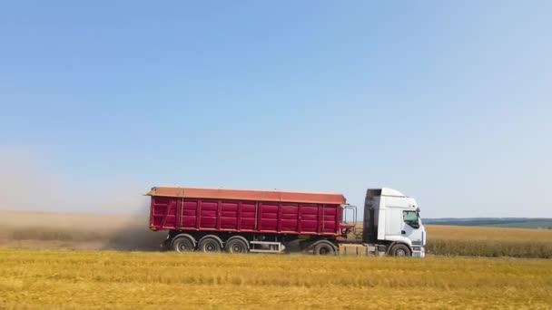 Flygfoto av lastbil lastbil som kör på grusväg mellan jordbruksvetefält. Transport av spannmål efter skörd med skördetröska under skördesäsongen — Stockvideo
