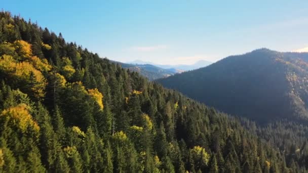 Wysokie wzgórza z ciemnym lasem sosnowym na jesieni jasny dzień. Niesamowita sceneria dzikiego lasu górskiego — Wideo stockowe