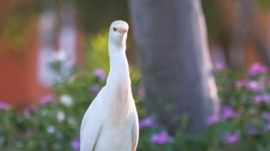Beyaz sığır balıkçıl kuşu, ayrıca yazın yeşil çimlerde yürüyen Bubulcus Ibis olarak da bilinir.