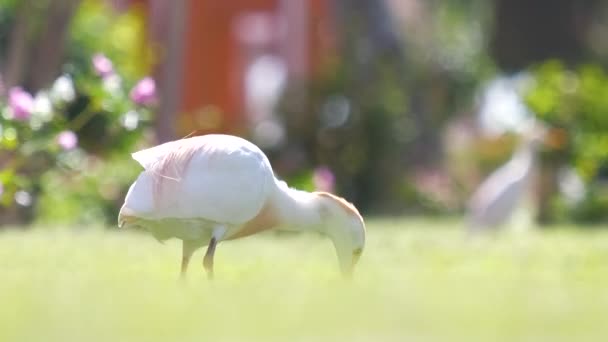 Grelha de gado branco pássaro selvagem, também conhecido como Bubulcus ibis andando no gramado verde no verão — Vídeo de Stock