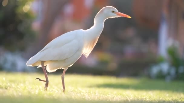 Burung liar, juga dikenal sebagai Bubulcus ibis berjalan di rumput hijau di musim panas — Stok Video