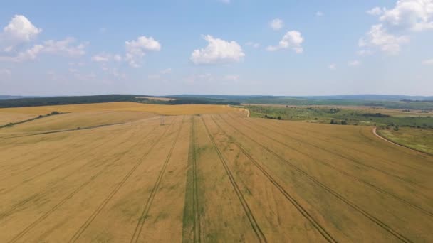 Vue aérienne du paysage d'un champ agricole cultivé en jaune avec du blé mûr par beau jour d'été — Video