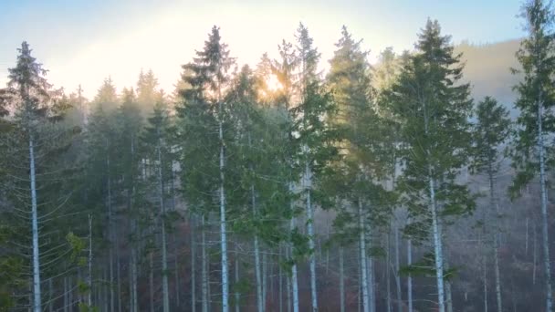 Aerial view of brightly illuminated with sunlight beams foggy dark forest with pine trees at autumn sunrise. Amazing wild woodland at misty dawn. Environment and nature protection concept — Stock Video
