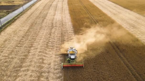 Воздушный обзор комбайна, работающего во время уборки урожая на большом спелых пшеничных полях. Концепция сельского хозяйства — стоковое видео