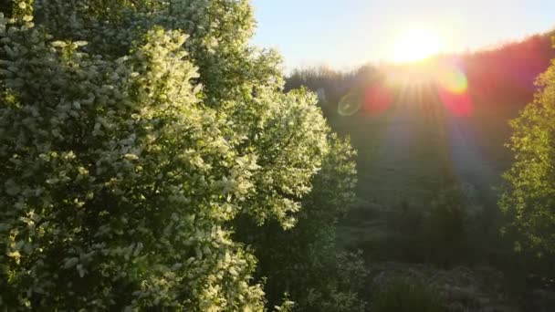 Veduta aerea del bosco verde con alberi freschi in fiore all'inizio della primavera al tramonto — Video Stock