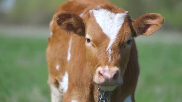 Retrato de cabeza de ternera joven pastando en pastos verdes de granja en el día de verano. Alimentación de ganado en pastizales de tierras agrícolas — Vídeos de Stock