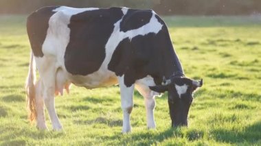 Yeşil çiftlik otlaklarında yaz günü süt ineği otluyor. Çiftlik arazilerinde sığır beslemek