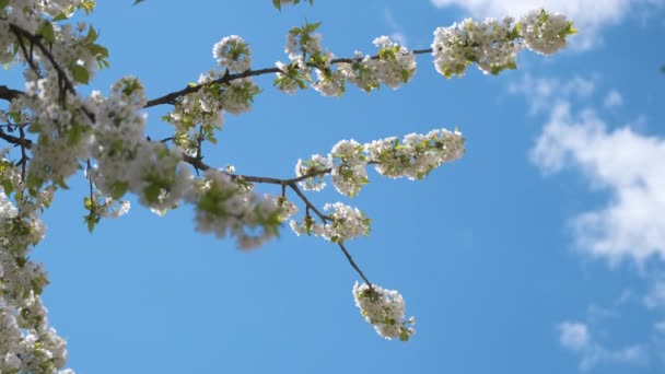 Galhos de cerejeira com flores brancas florescendo no início da primavera — Vídeo de Stock