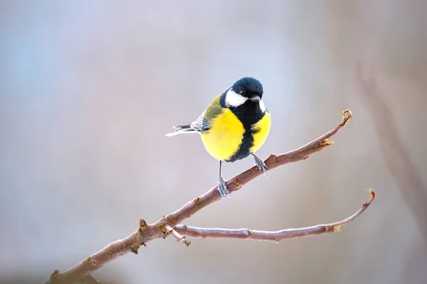 Yellow wild tit bird perching on tree branch on cold winter day —  Fotos de Stock
