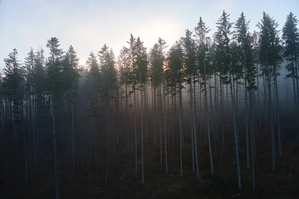 Widok z lotu ptaka niesamowitej scenerii z promieni świetlnych świecących przez mglisty ciemny las z sosnami na jesienny wschód słońca. Piękne dzikie lasy o świcie — Zdjęcie stockowe