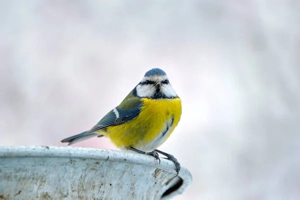 Yellow wild tit bird looking for food on cold winter day — Photo