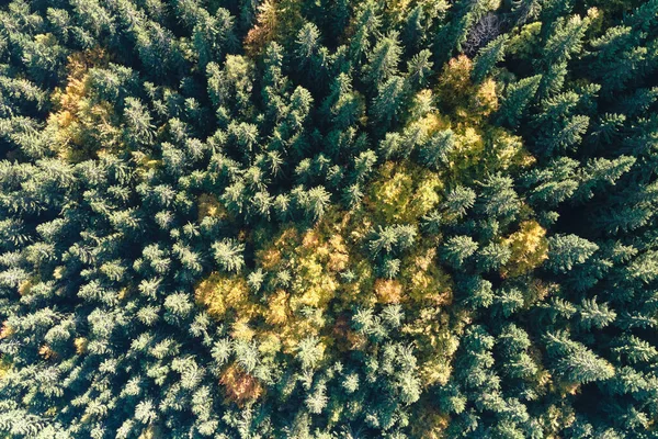 Vista aérea de pino mixto oscuro y exuberante bosque con copas de árboles verdes y amarillos en bosques de montaña de otoño —  Fotos de Stock