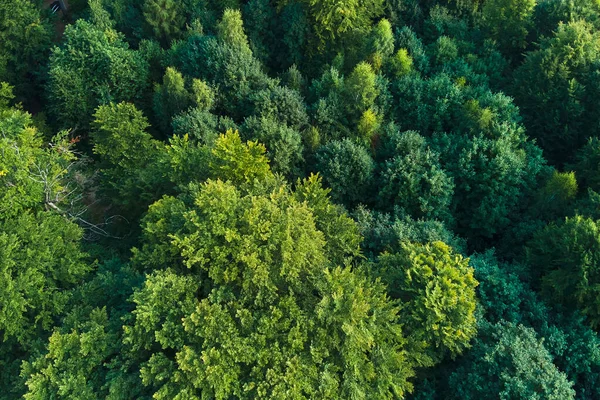 Vista aérea plana de cima para baixo da floresta exuberante escura com copas de árvores verdes no verão — Fotografia de Stock