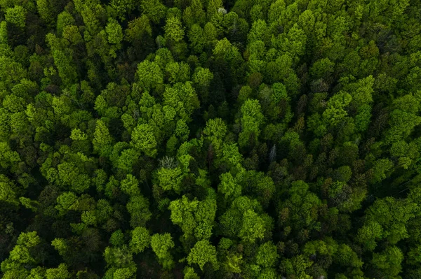 Luftaufnahme von dunklen Mischkiefern und üppigem Wald mit grünen Baumkronen — Stockfoto