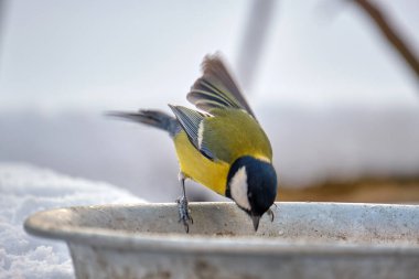 Yellow wild tit bird looking for food on cold winter day