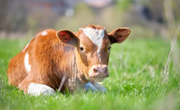 Young calf resting on green pasture grass on summer day. Feeding of cattle on farm grassland — Stock Photo, Image