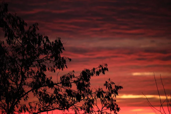 Donker gebladerte van kleine bomen en struiken tegen heldere kleurrijke zonsondergang hemel met levendige wolken verlicht met ondergaande zon licht — Stockfoto