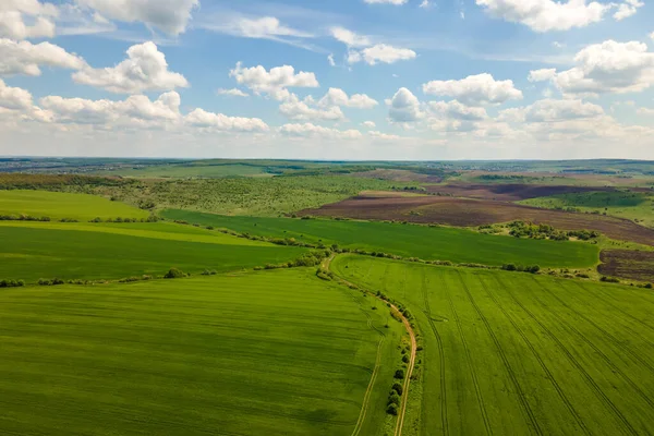 Luftaufnahme von grün bewirtschafteten landwirtschaftlichen Feldern mit wachsenden Pflanzen an hellen Sommertagen — Stockfoto