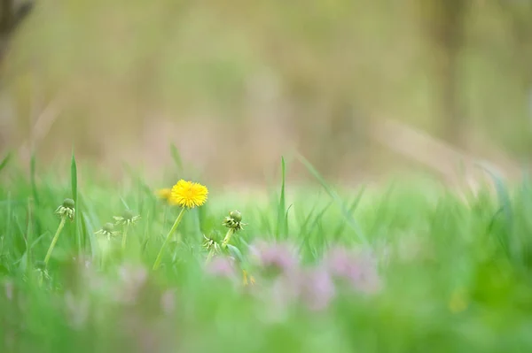 Κίτρινα λουλούδια πικραλίδας ανθίζουν στο καλοκαιρινό λιβάδι στον καταπράσινο ηλιόλουστο κήπο — Φωτογραφία Αρχείου