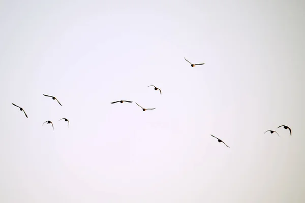 Große Schar von Krähenvögeln fliegt gegen klaren Himmel — Stockfoto